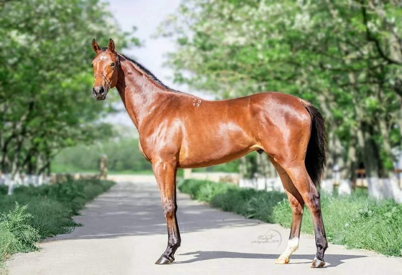 Прогулка гнедая лошадь