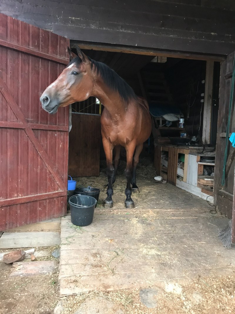 Караковый мерин