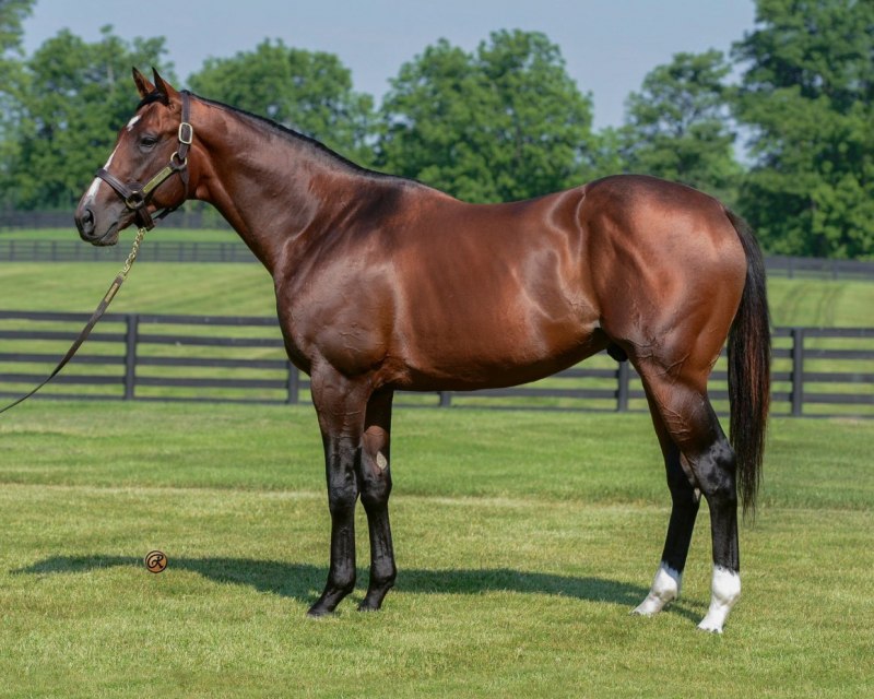 Саврасая масть