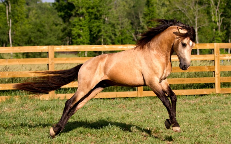 Лошадь Шаклфорд Бэнкс