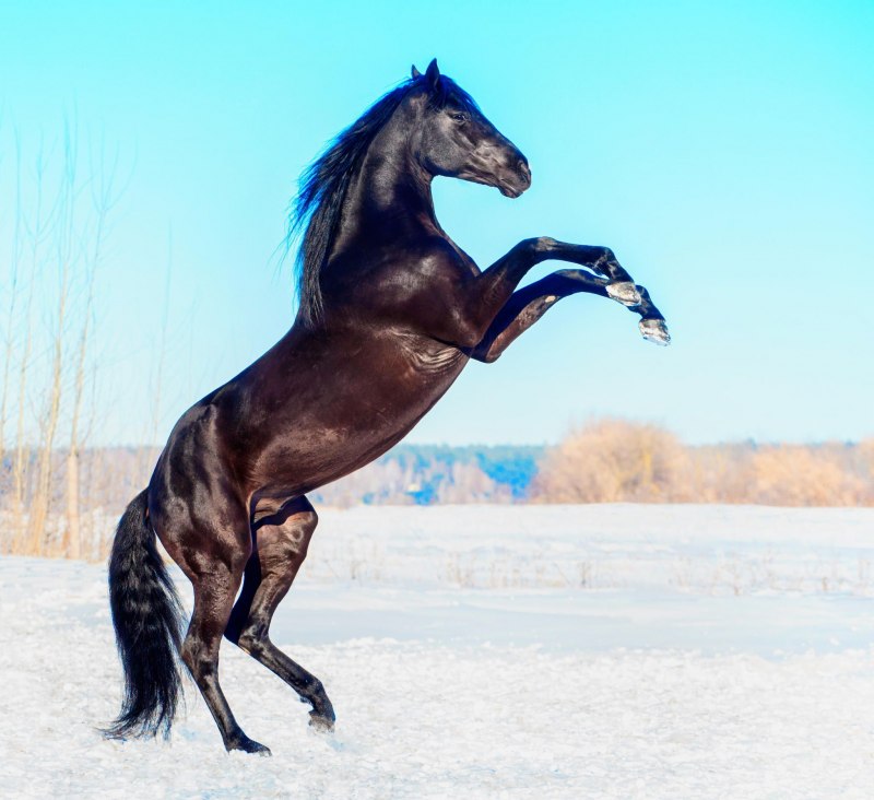Голштинская порода лошадей