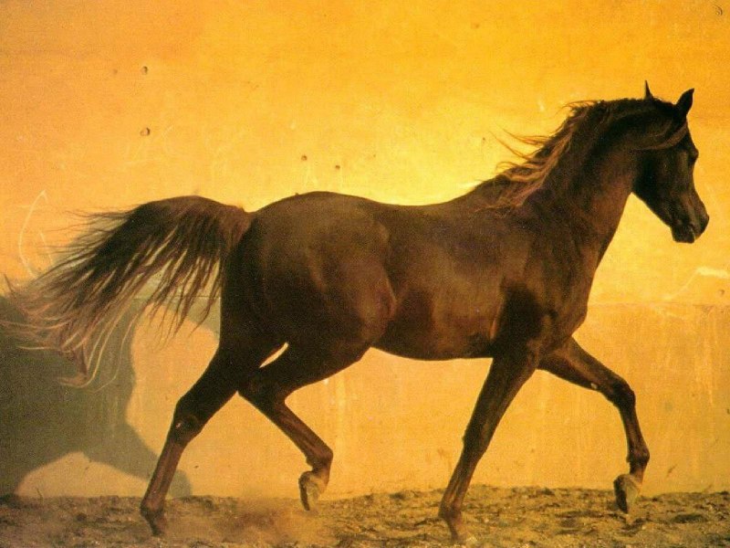 Будённовская лошадь караковая