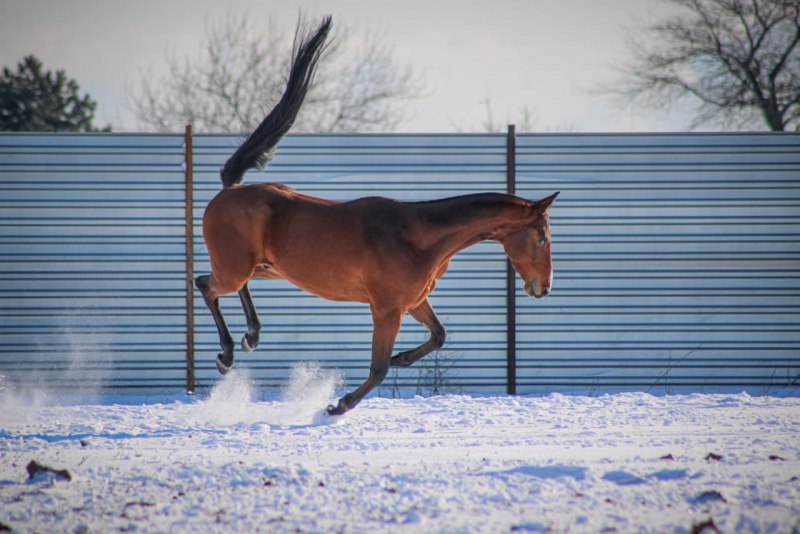 Будённовская лошадь масти