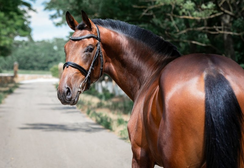 Пегая Фризская лошадь
