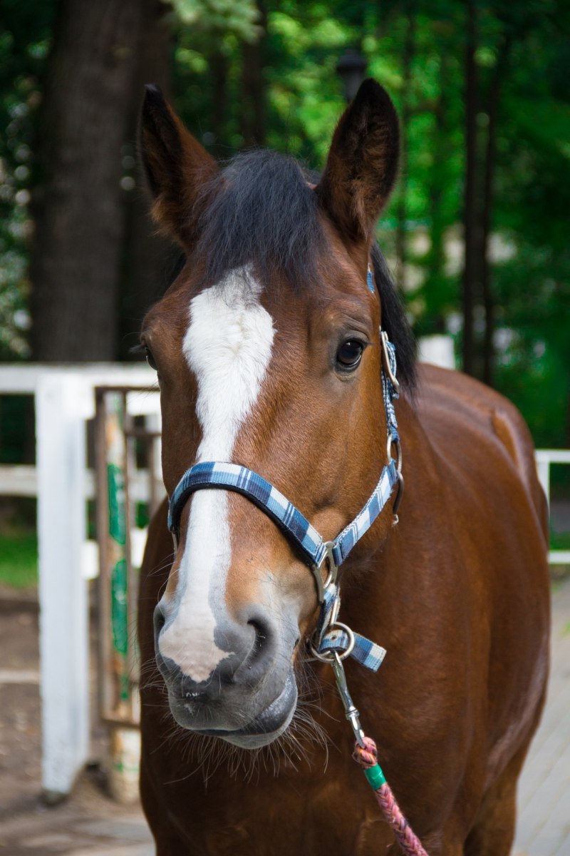 Лошадь гнедой Мустанг