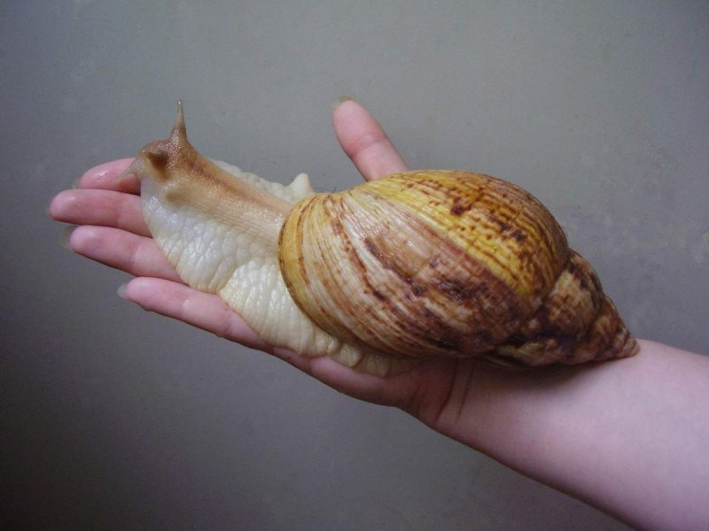Гигантские улитки ахатины