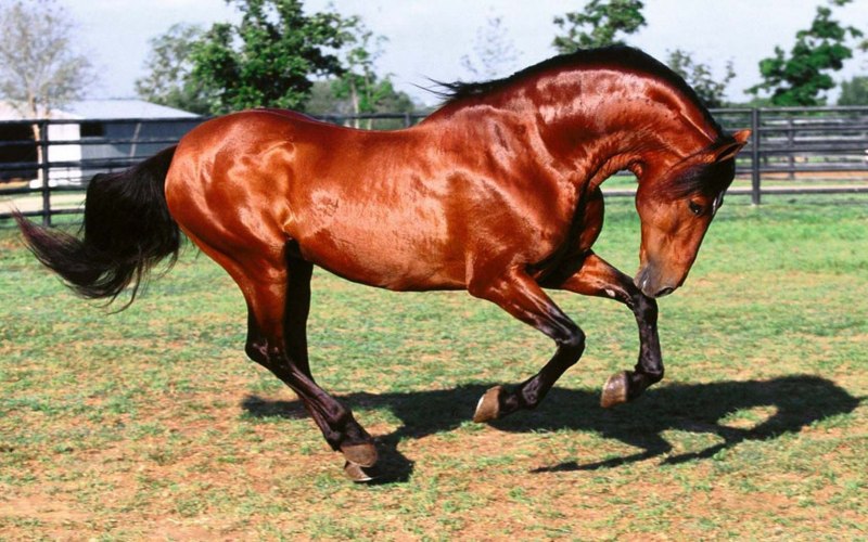 Гнедая порода лошадей