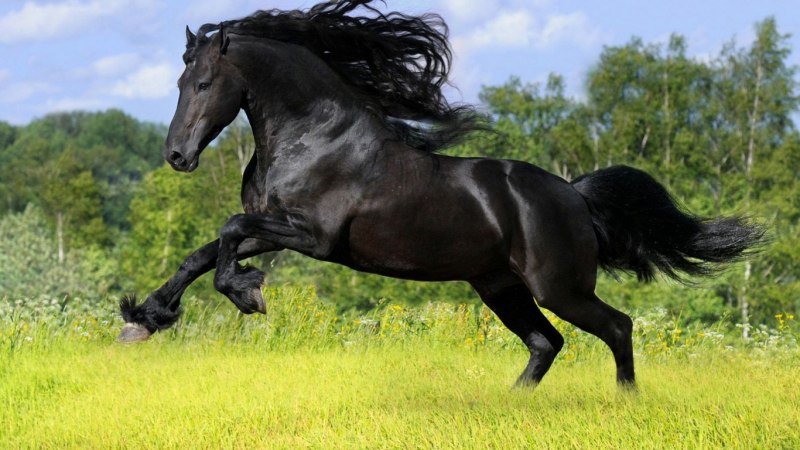 Гнедые и вороные лошади