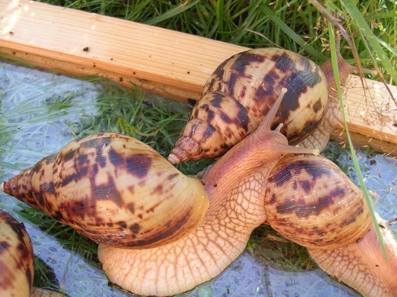 Гигантские улитки ахатины