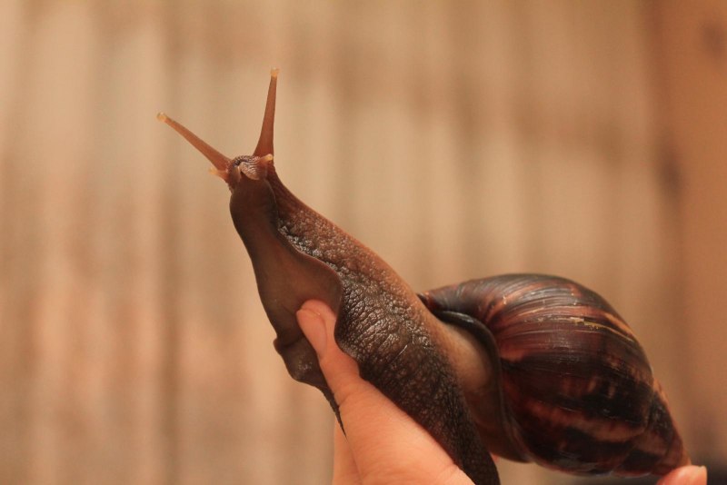 Гигантские улитки ахатины