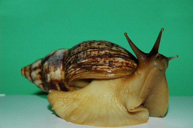 Африканская улитка ахатина