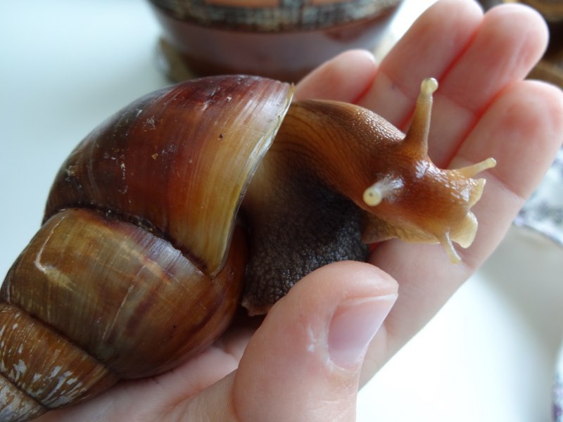 Улитка ахатина