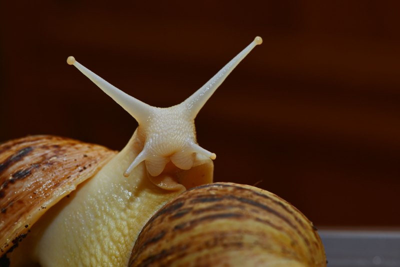 Гигантские улитки ахатины