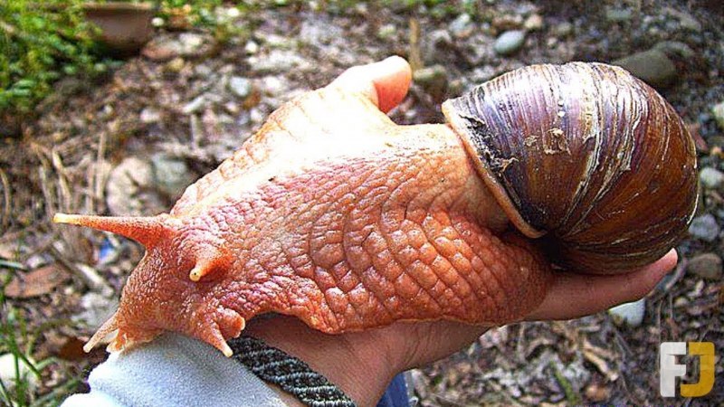 Ахатина гигантская