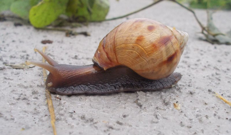 Африканская сухопутная улитка ахатина