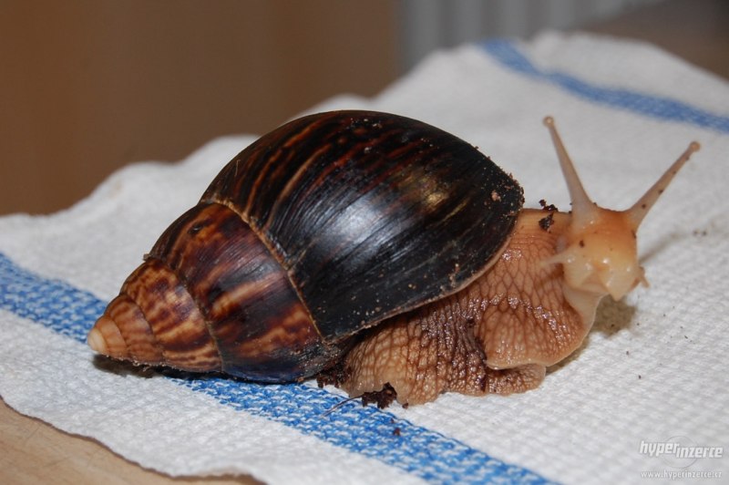 Улитка Афалина