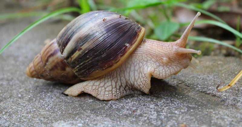 Ахатина гигантская Achatina Fulica