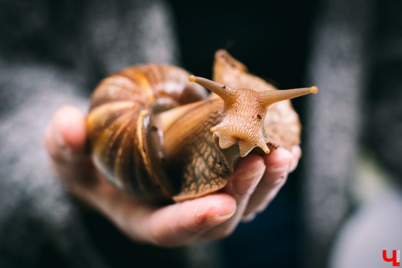 Ахатина гигантская улитка