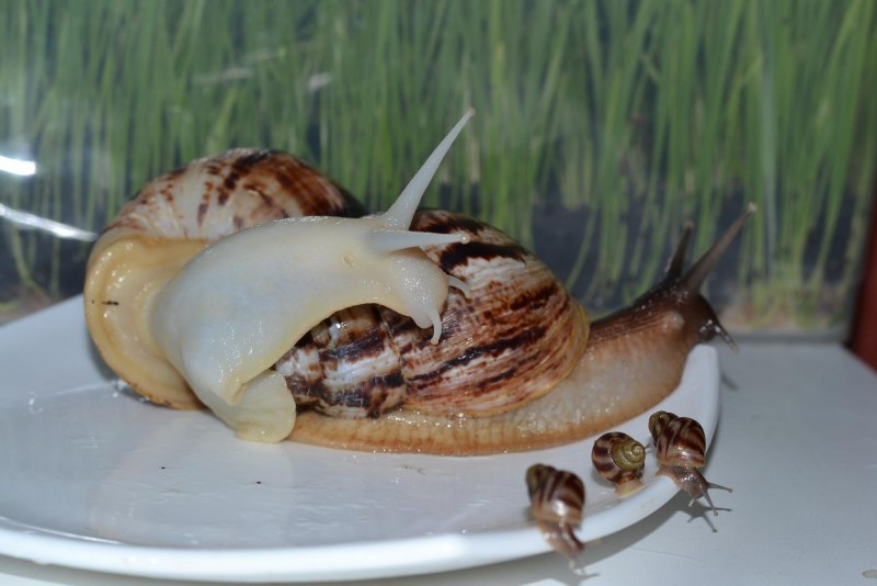 Улитка ахатина размер