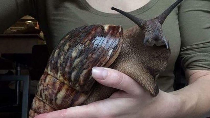 Гигантская Африканская ахатина