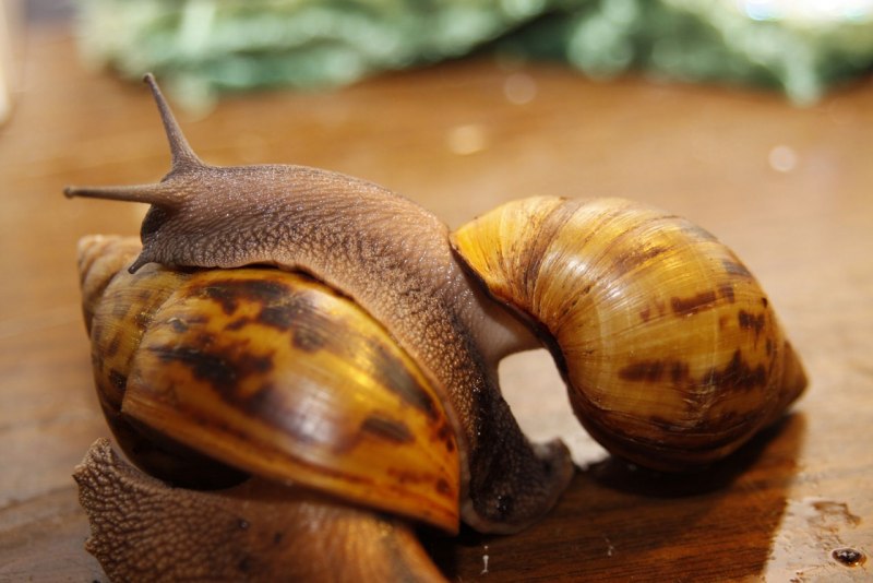 Большая улитка ахатина