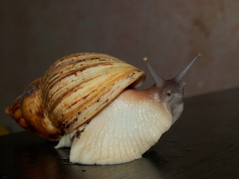Огромная улитка