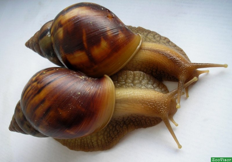 Ахатина гигантская улитка
