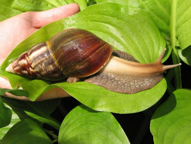 Гигантских улиток ахатин
