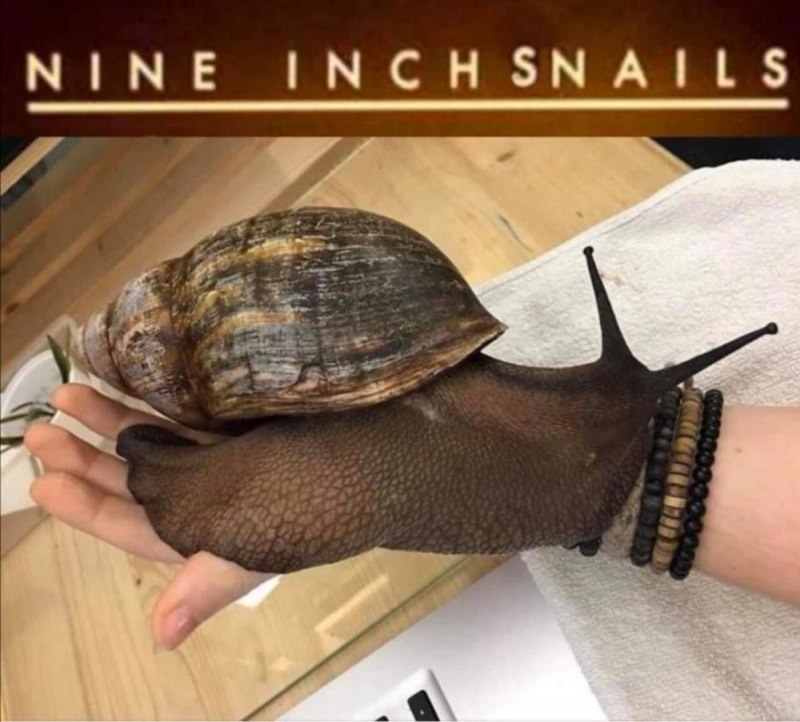 Ахатина фулика гигантская