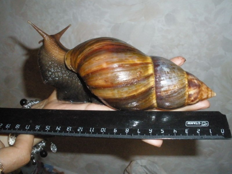 Большая улитка ахатина