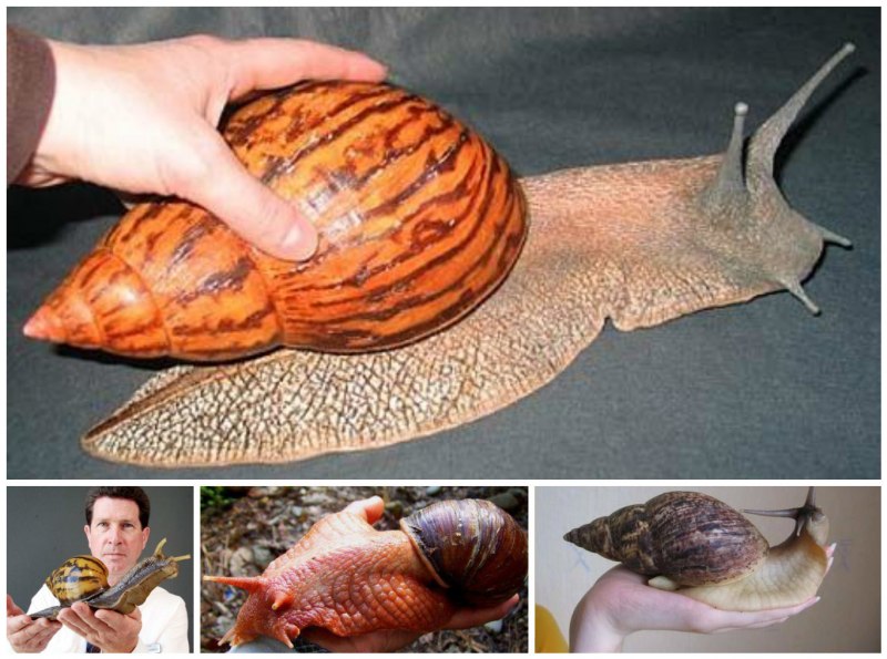 Улитка ахатина