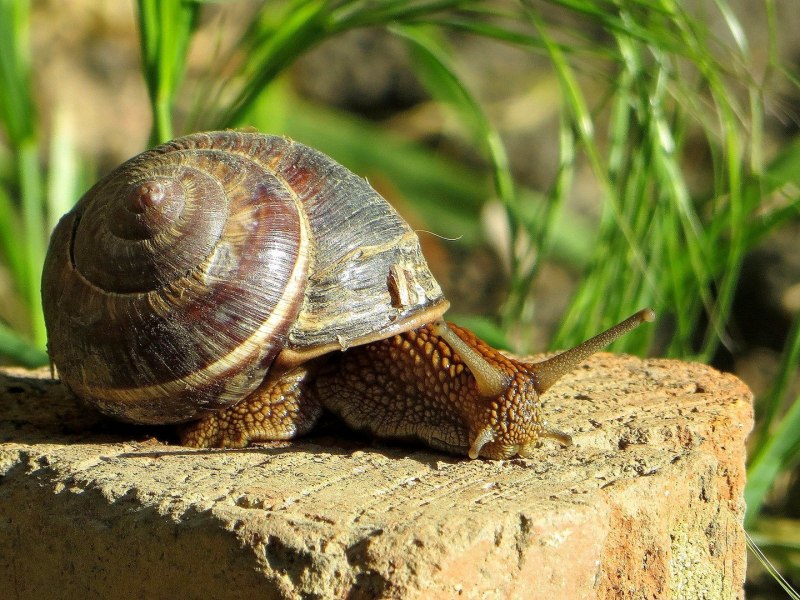 Улитка Афалина