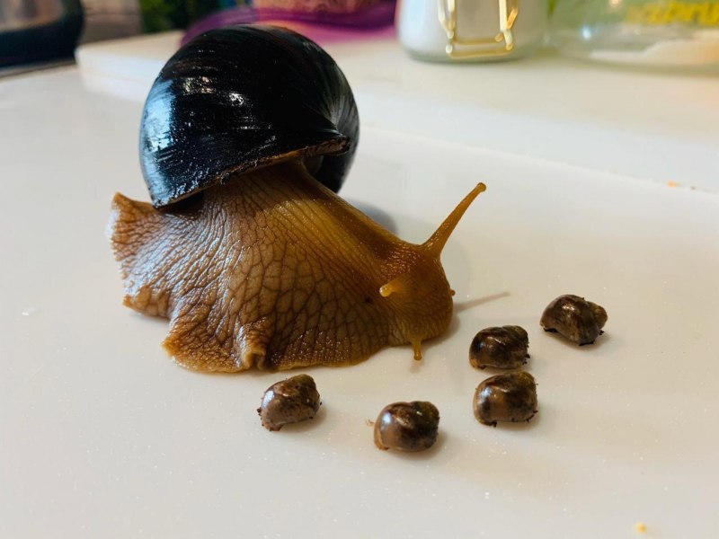 Ахатина гигантская