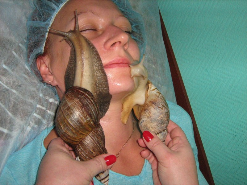 Гигантская Африканская улитка