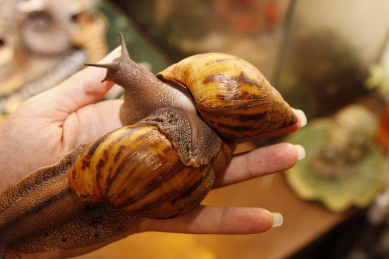 Ахатина гигантская