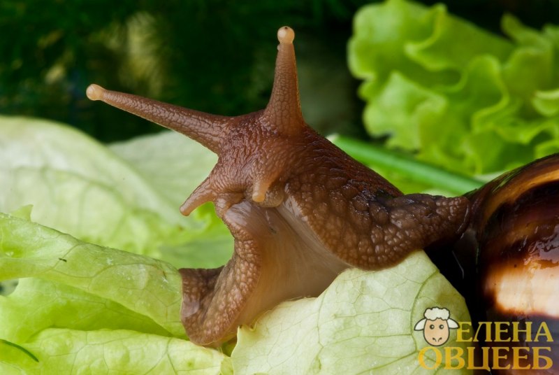 Улитка ахатина ретикулята альбино
