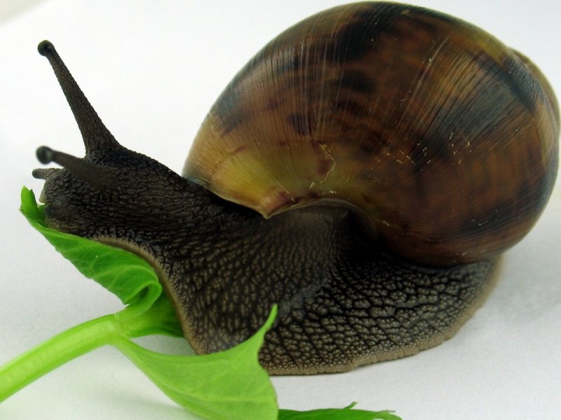 Африканская улитка ахатина