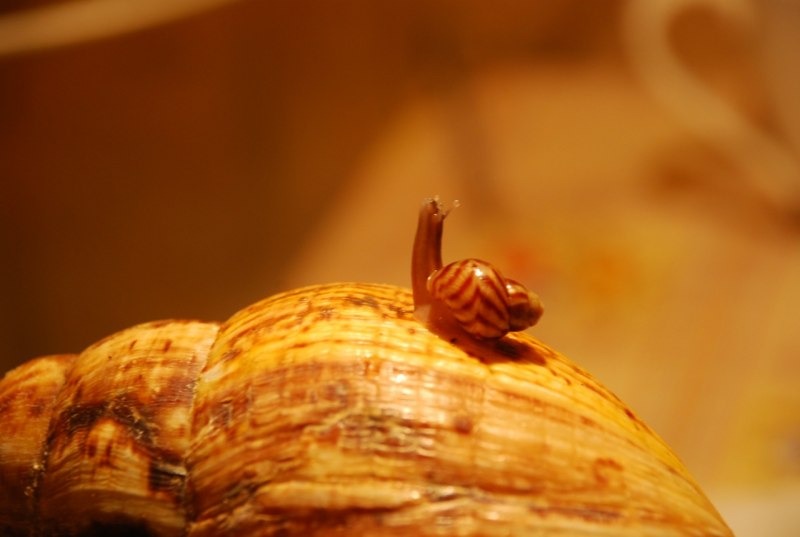 Гигантская Африканская Земляная улитка