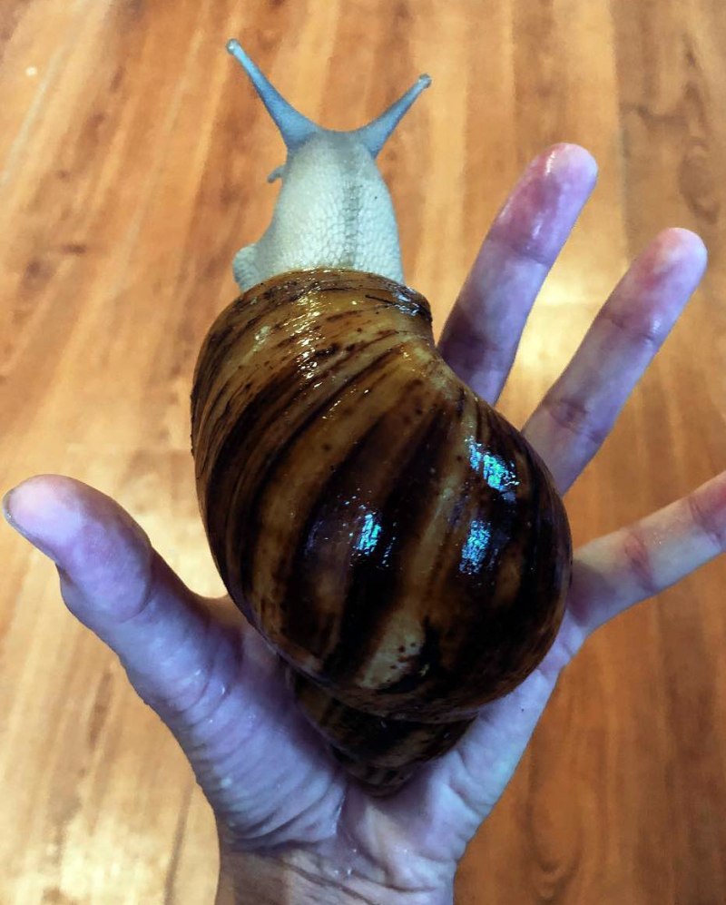 Гигантская декоративная улитка