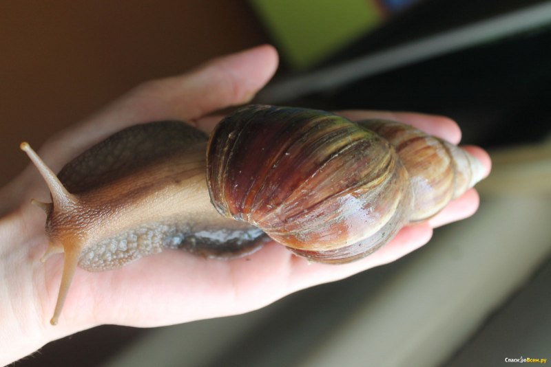 Улитки ахатины