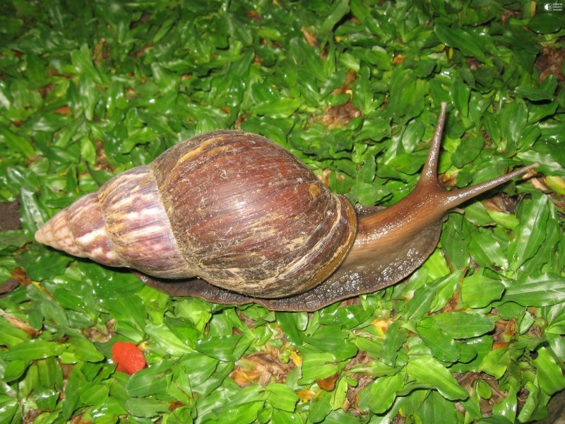 Ахатина гигантская улитка