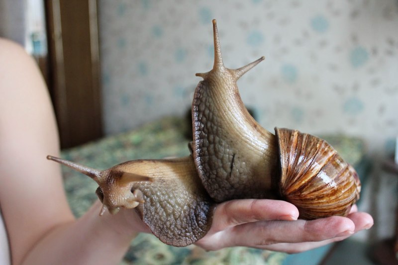 Улитка ахатина