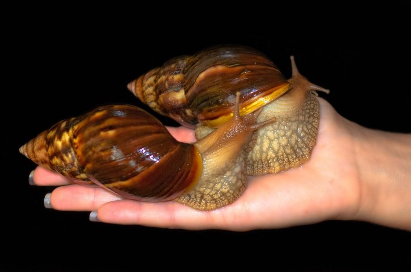 Ахатина schweinfurthii