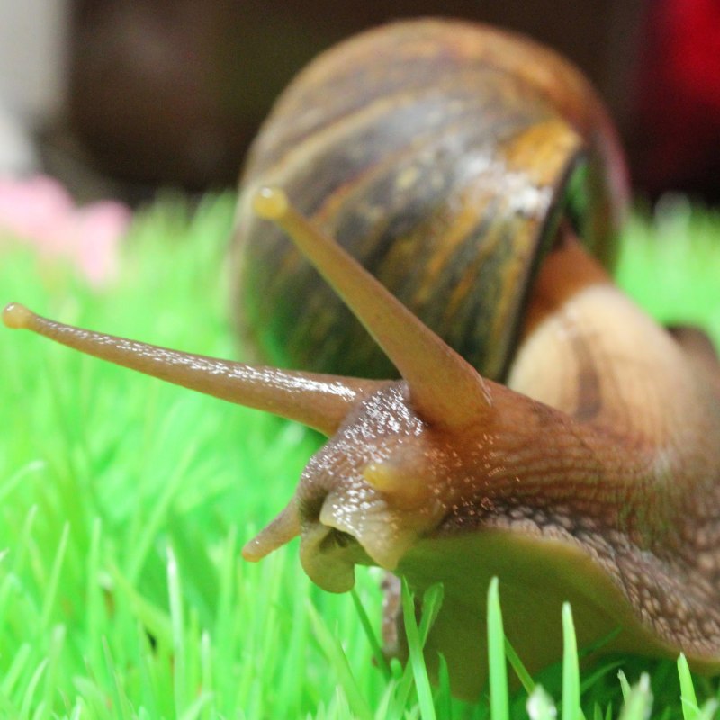 Ахатина фулика гигантская