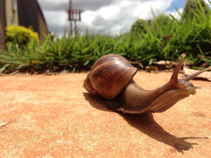 Ахатина гигантская