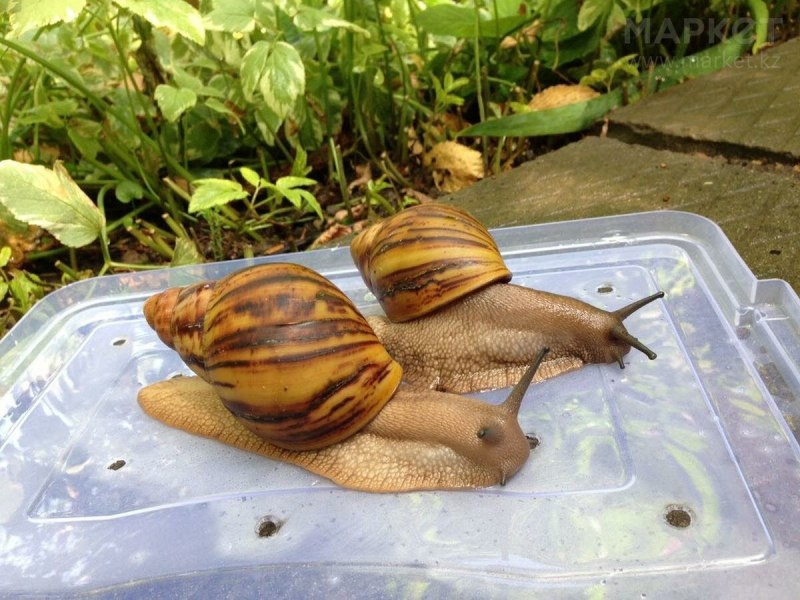 Улитка Альдабра