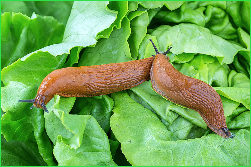 СЛИЗНЯК капустный