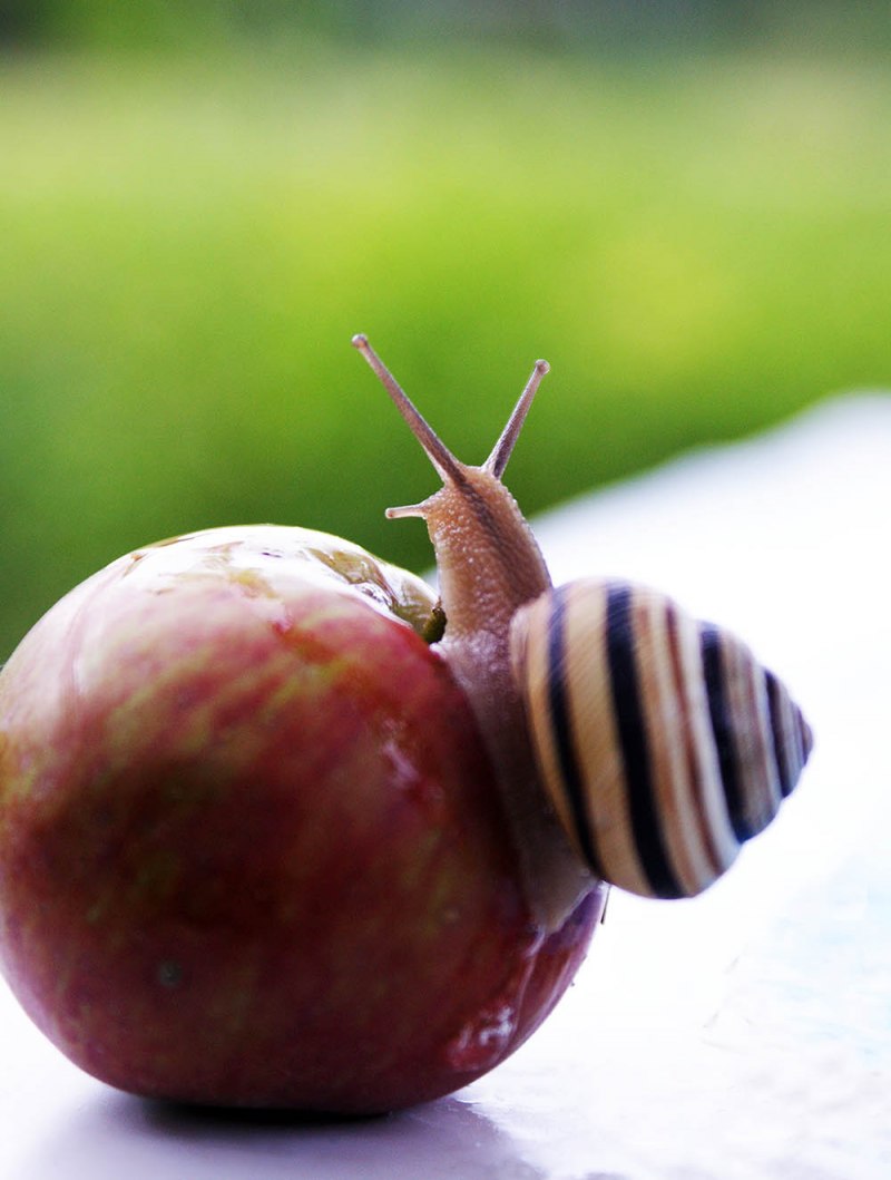 Мордочка улитки