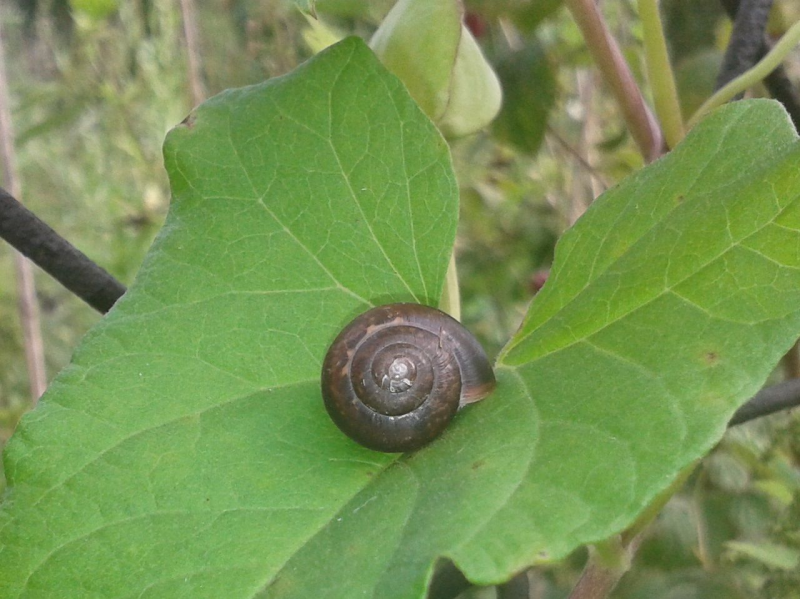 Улитка обыкновенная Огородная
