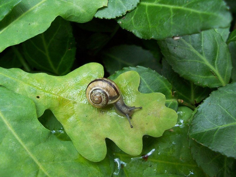Крошечные улитки